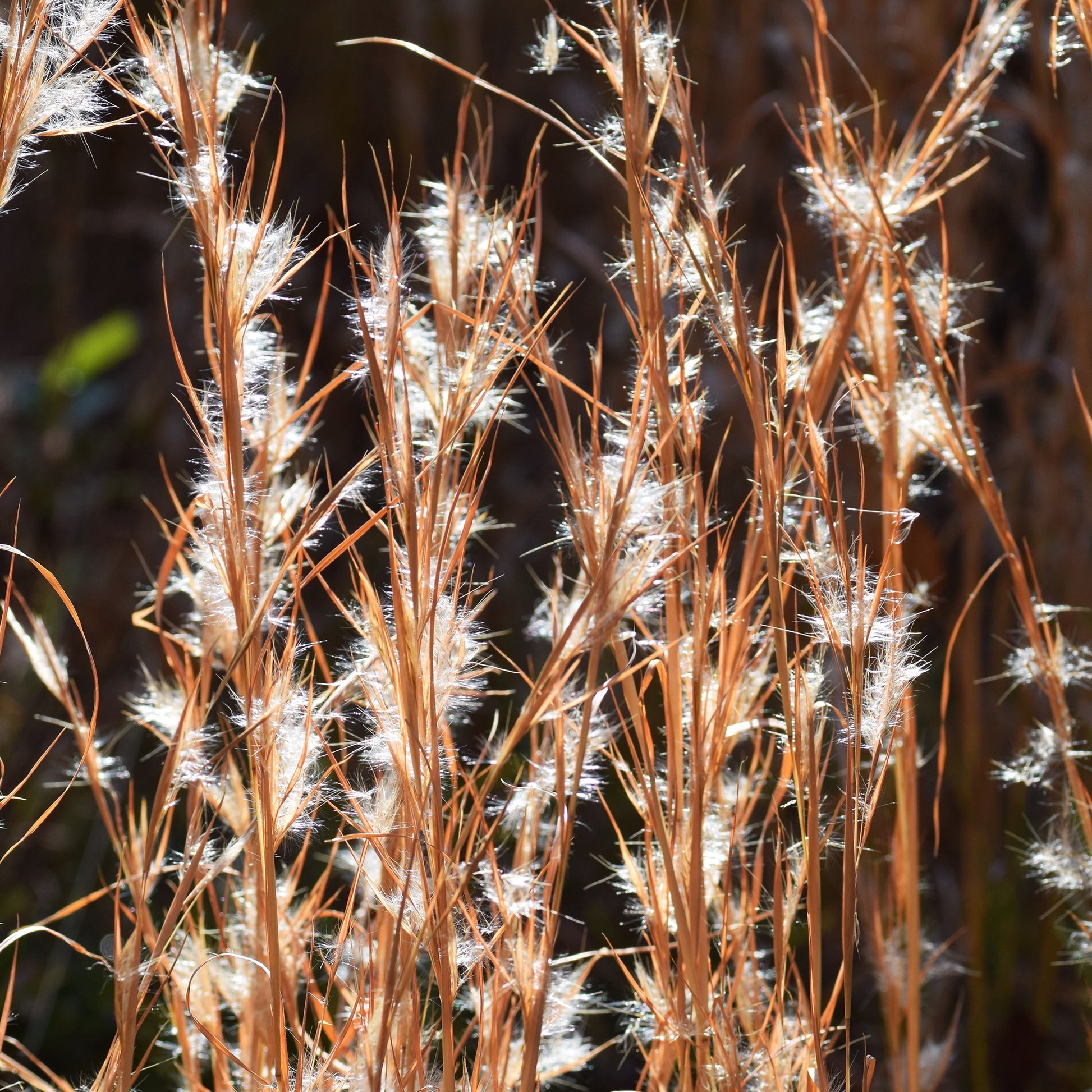 Andropogon ternarius - Andropogon ternarius - Bakker
