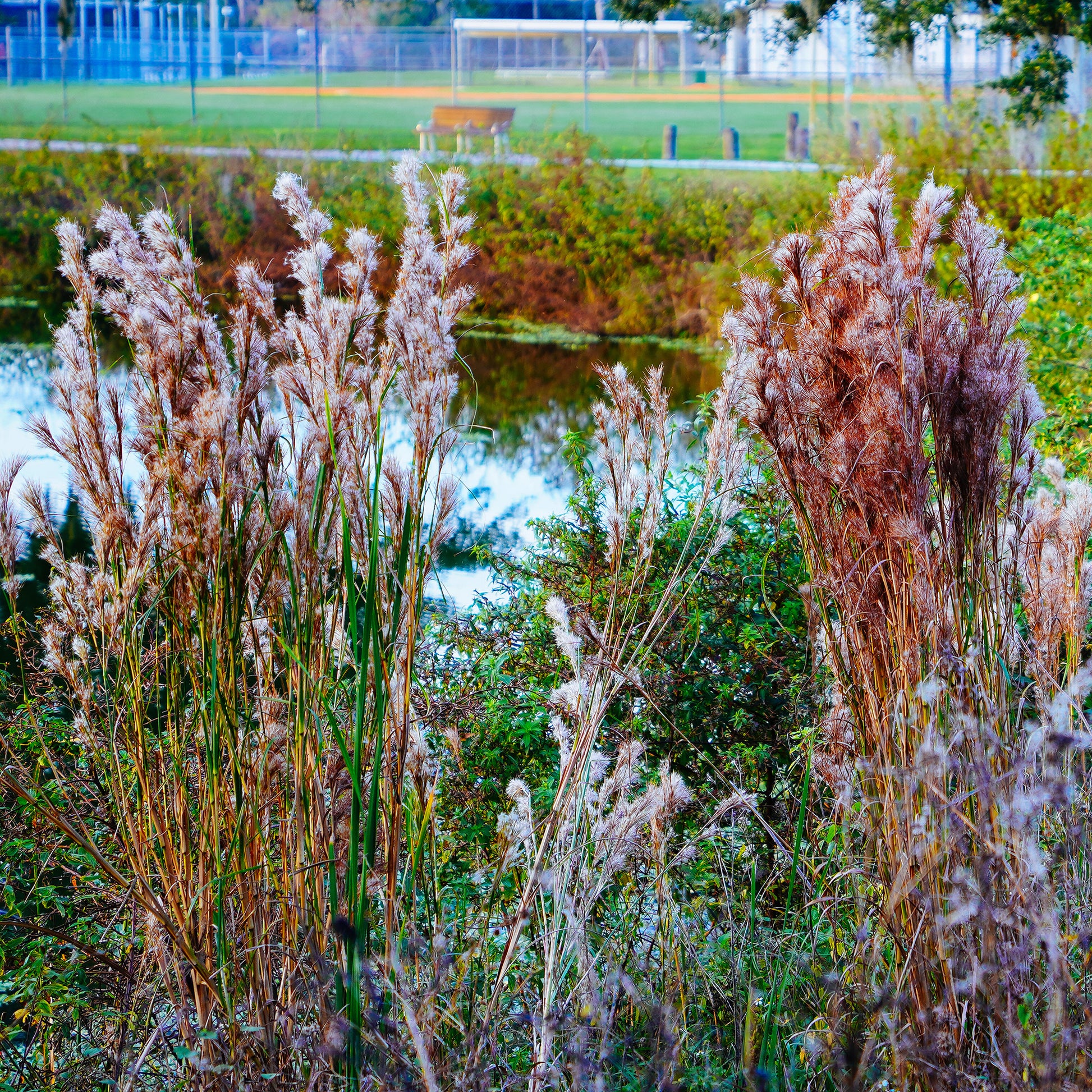 Andropogon ternarius - Bakker