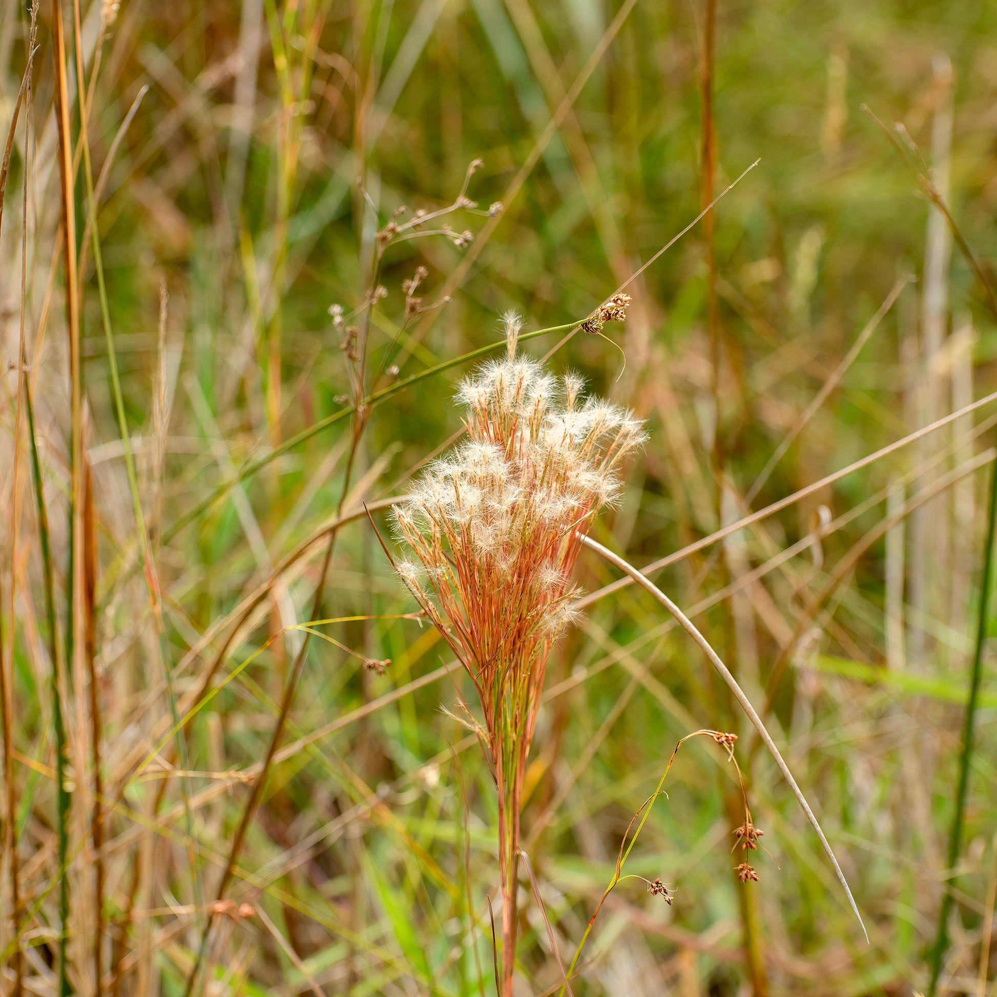 Siergrassen - Andropogon ternarius - Andropogon ternarius