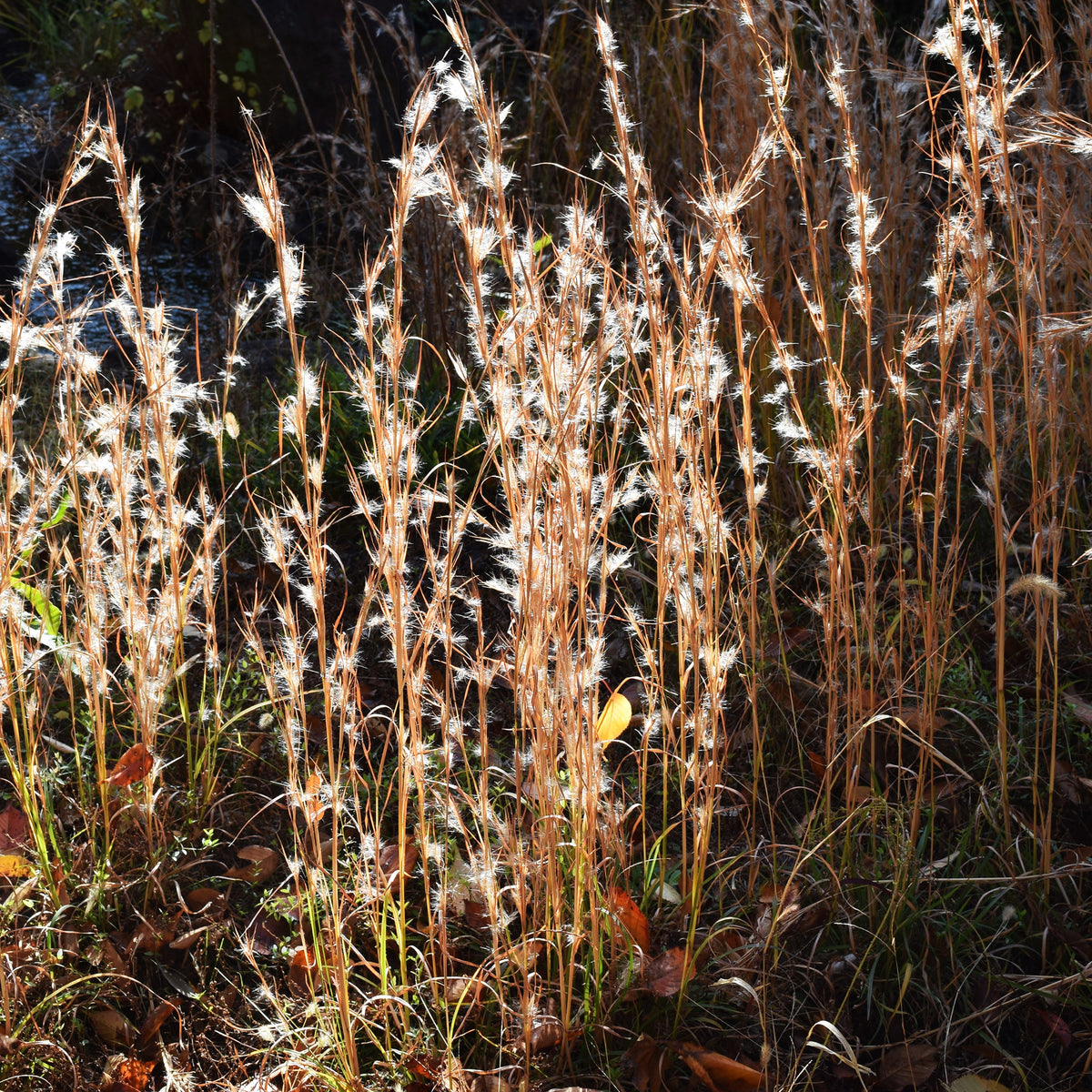 Verkoop Andropogon ternarius - Andropogon ternarius