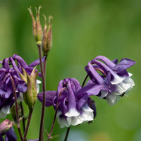 Akelei Winky Double Blue & White - Bakker