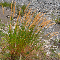 Vedergras calamagrostis - Bakker