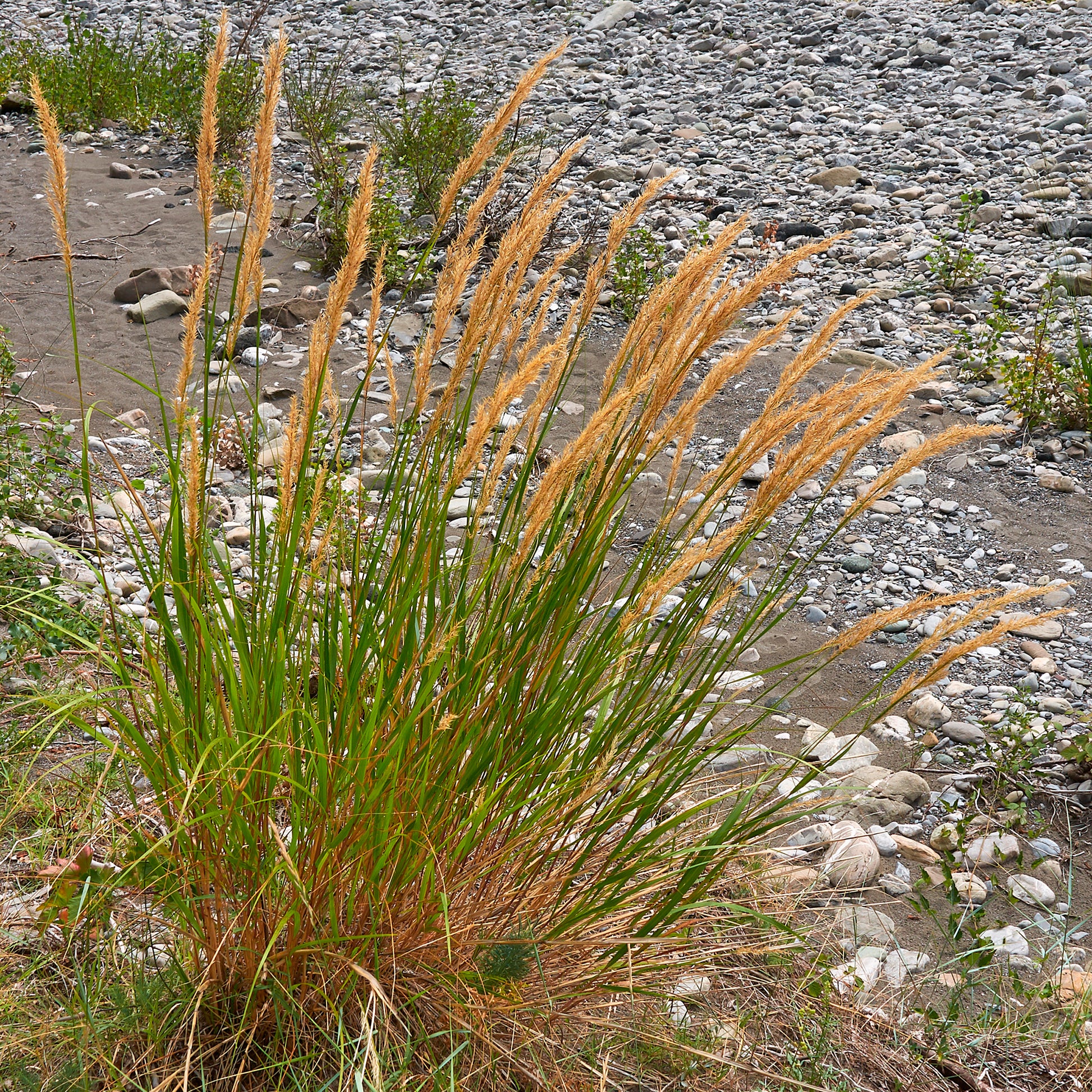 Vedergras calamagrostis - Bakker
