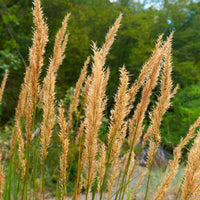 Vedergras calamagrostis - Stipa calamagrostis - Bakker