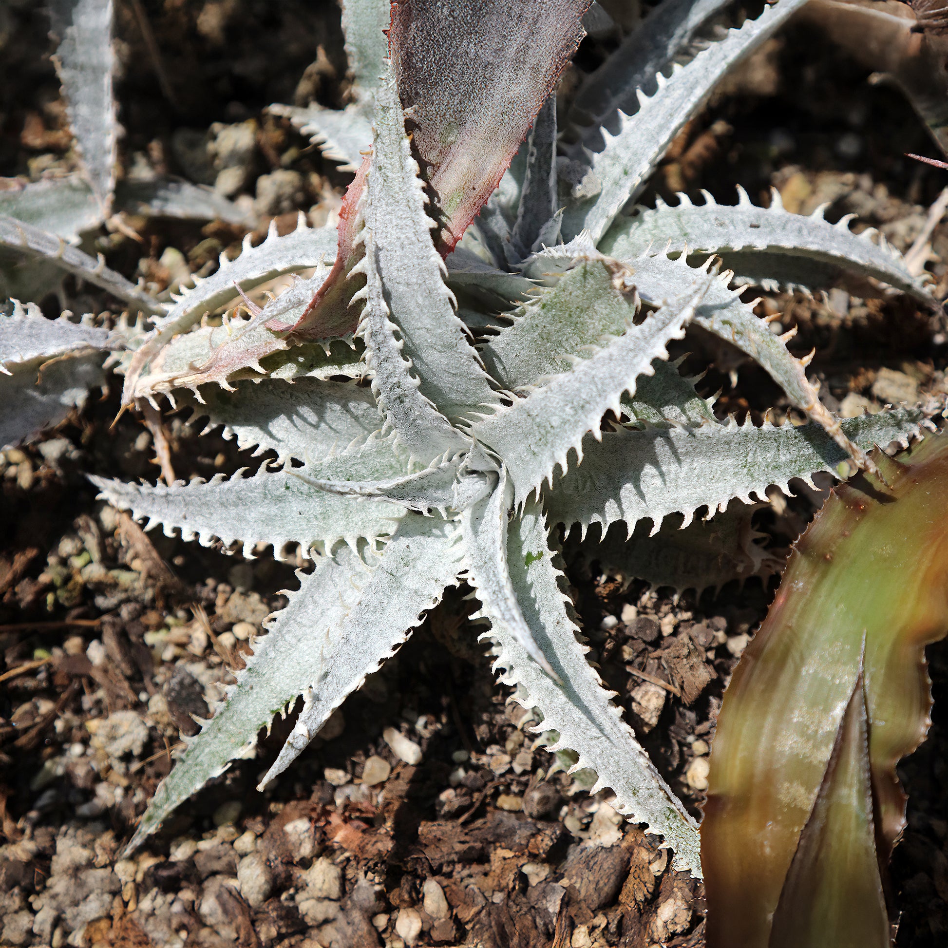 Dyckia Grand Marnier - Dyckia Grand Marnier - Bakker