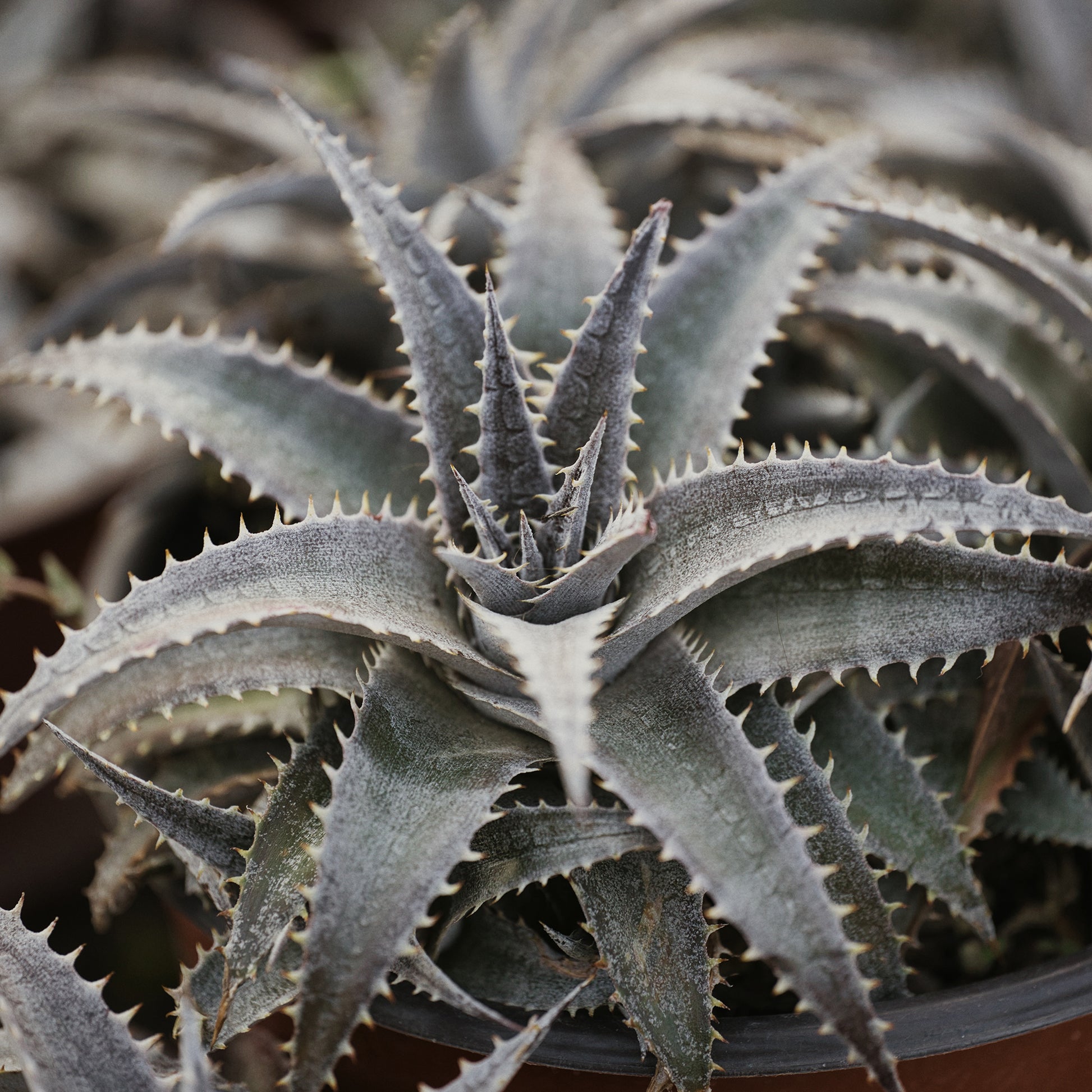 Dyckia Grand Marnier - Bakker