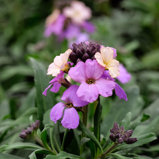 Muurbloem Poem Lavender - Bakker