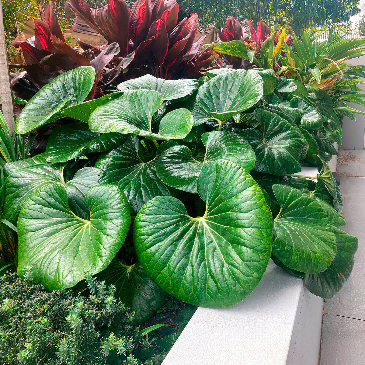 Reuzenluipaardplant Articjungle® - Bakker