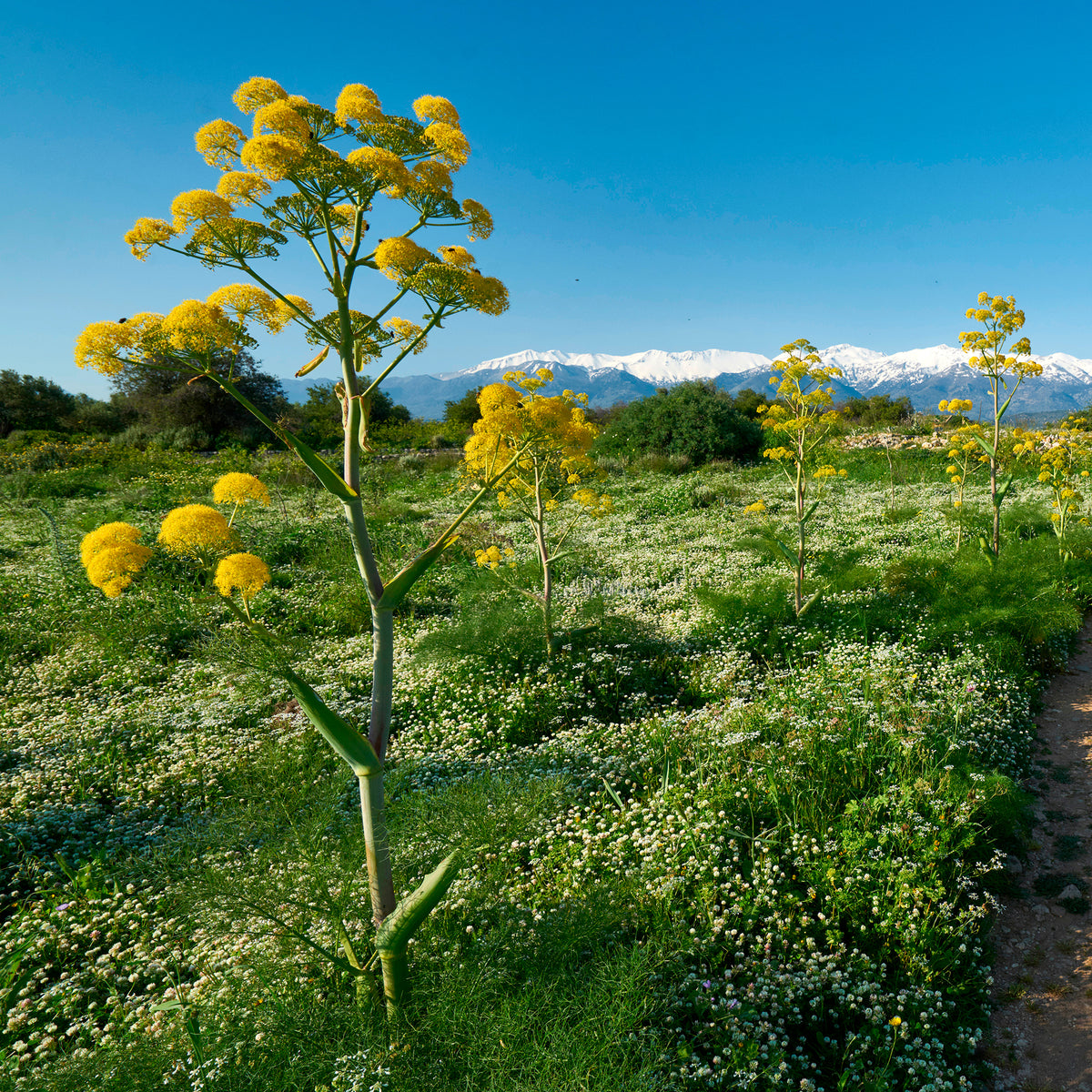 Reuzenvenkel - Ferula communis - Bakker