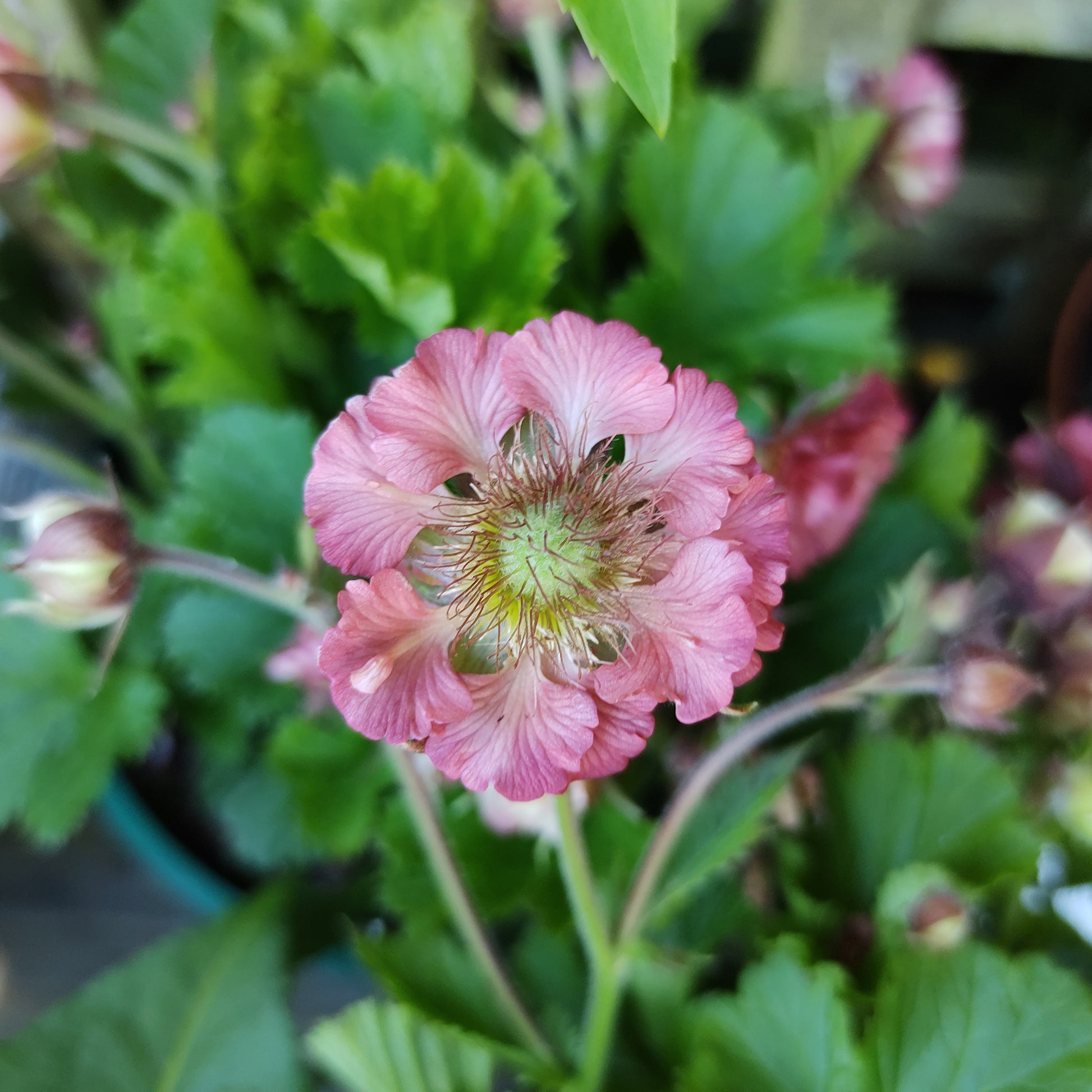 Nagelkruid Pink Petticoats - Bakker
