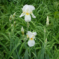 Baardiris Wedding Bouquet - Iris germanica Wedding Bouquet - Bakker