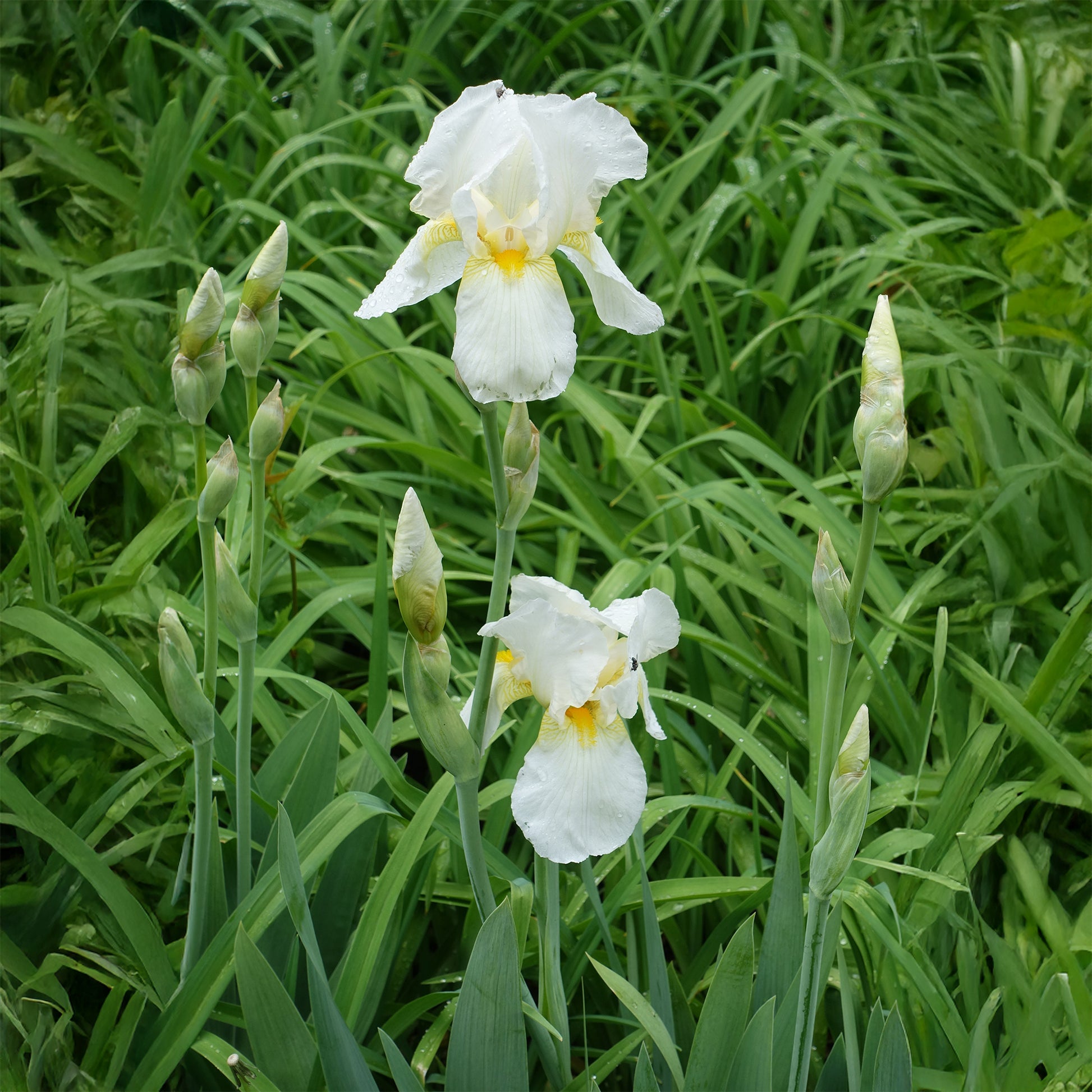 Baardiris Wedding Bouquet - Iris germanica Wedding Bouquet - Bakker