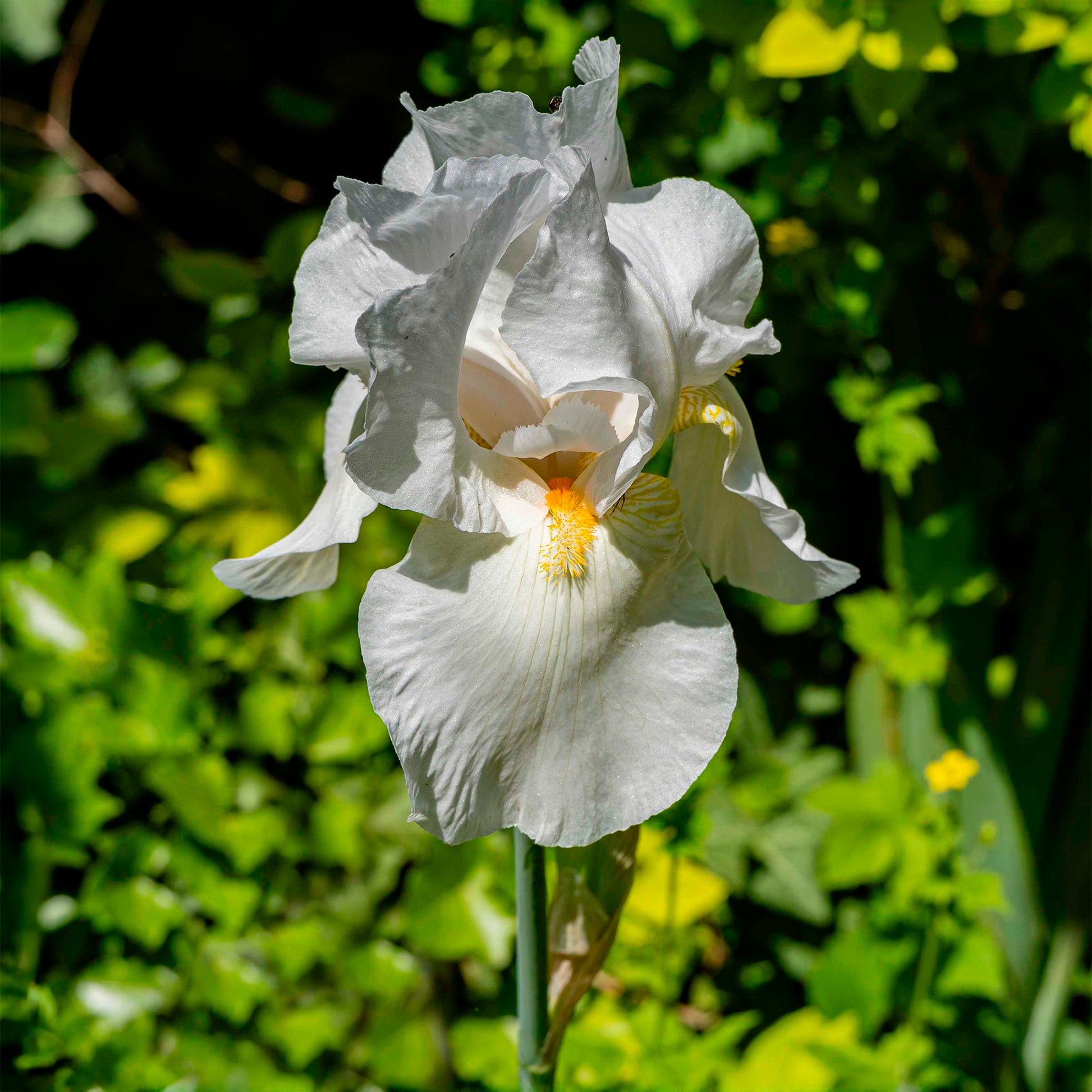 Baardiris Wedding Bouquet - Bakker