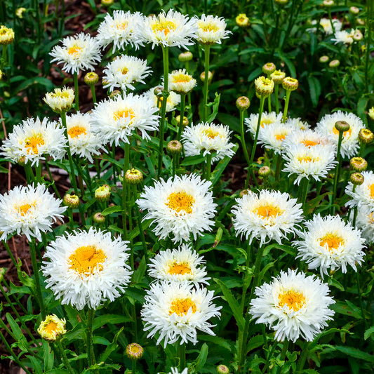 Margriet Coconut - Bakker