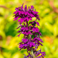 Vaste lobelia - Lobelia gerardii Vedrariensis - Bakker