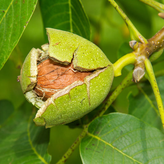Walnotenboom Buccaneer - Bakker