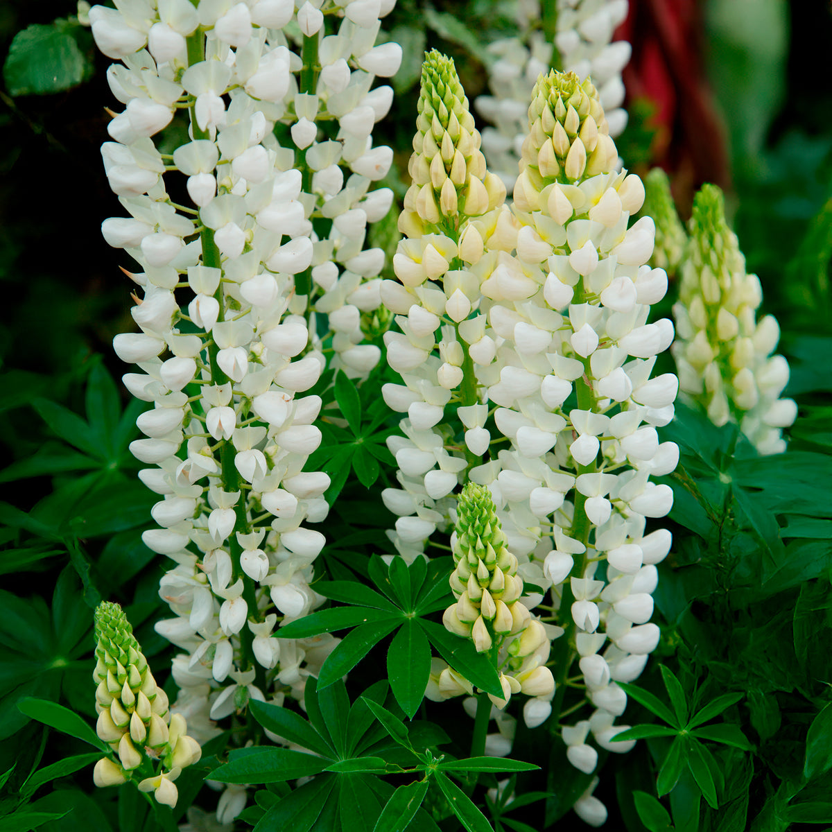 Lupinus Noble Maiden - Lupine Noble Maiden - Lupine