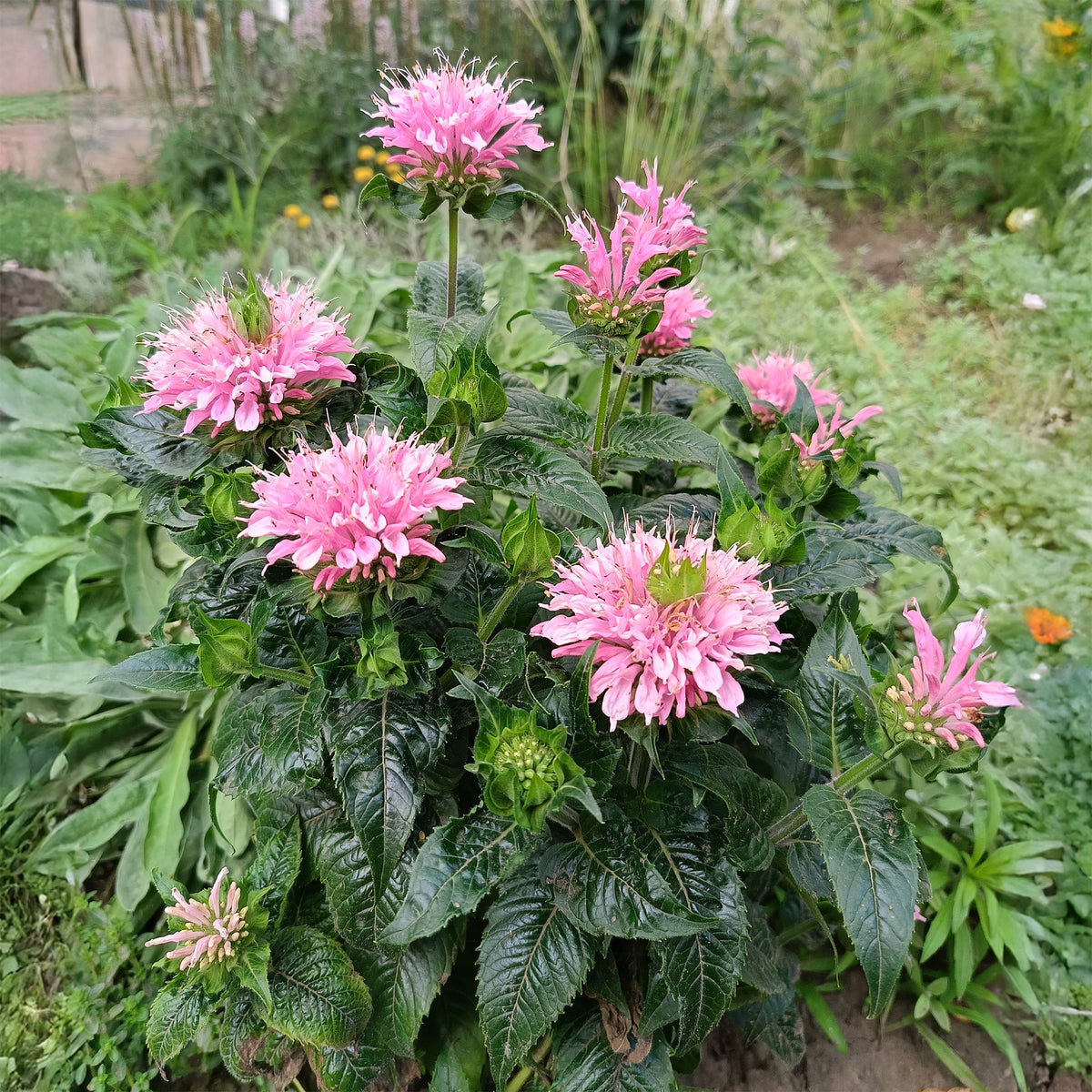 Monarda Sugar Buzz Pink Frosting - Bakker