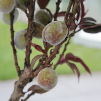 Roodbladige perzik Rubira - Bakker