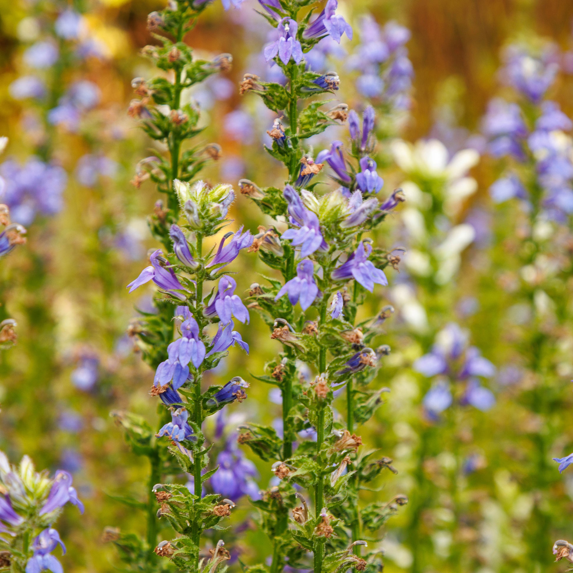 Virginische lobelia - Lobelia siphilitica - Bakker