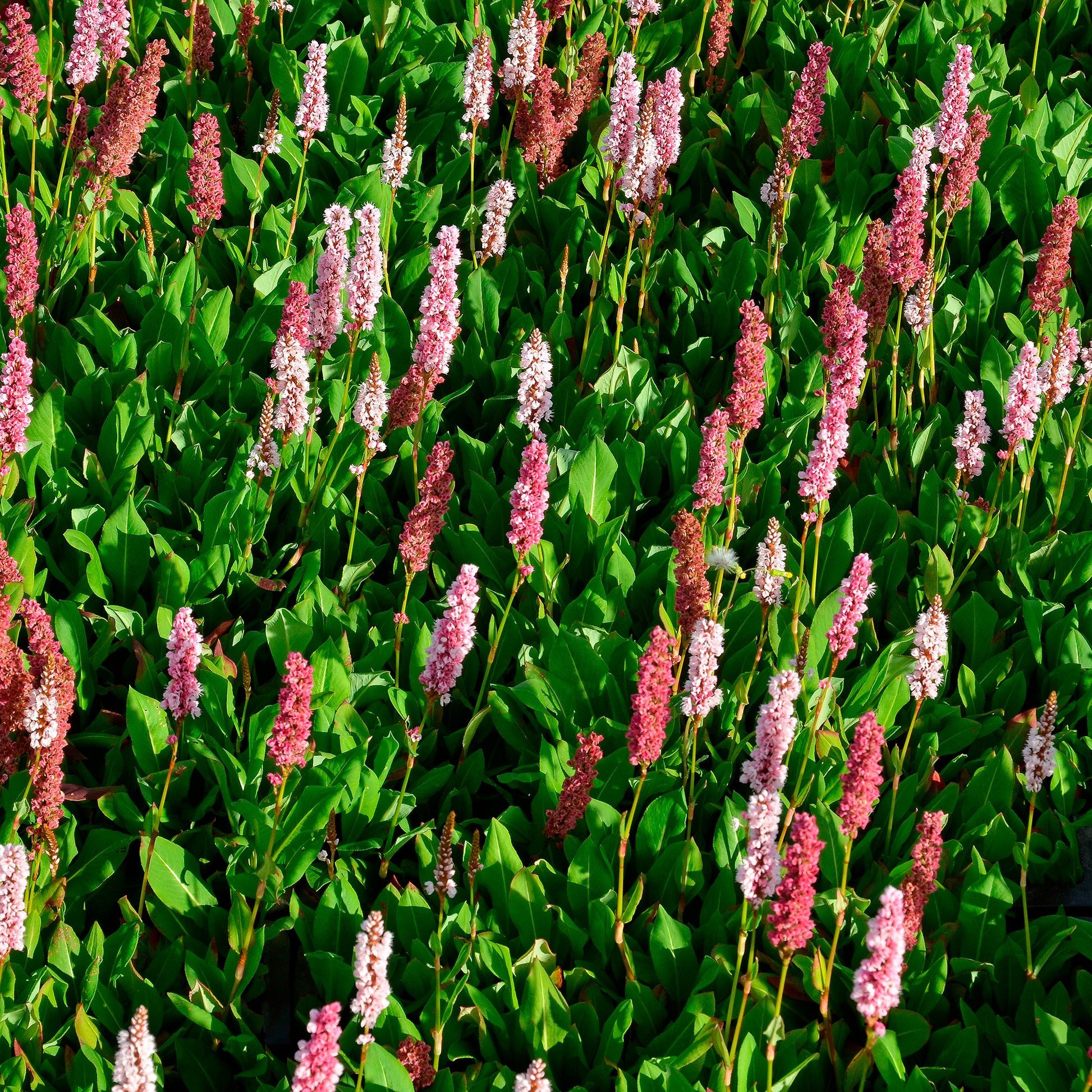 Persicaria - Duizendknoop - Duizendknooop Kabouter - Persicaria affinis Kabouter
