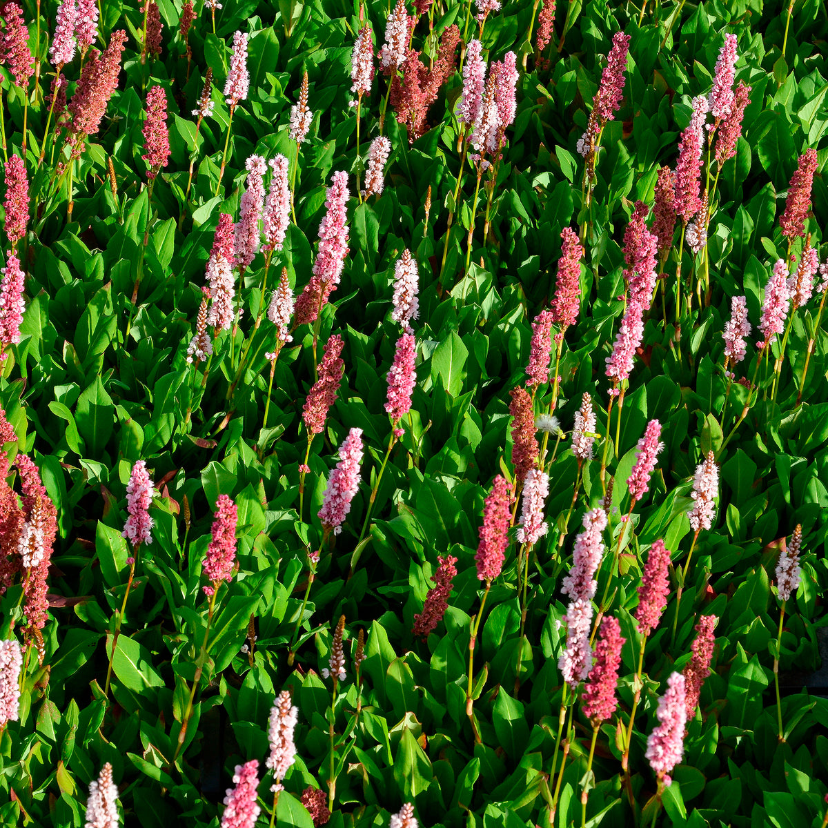 Verkoop Duizendknooop Kabouter - Persicaria affinis Kabouter