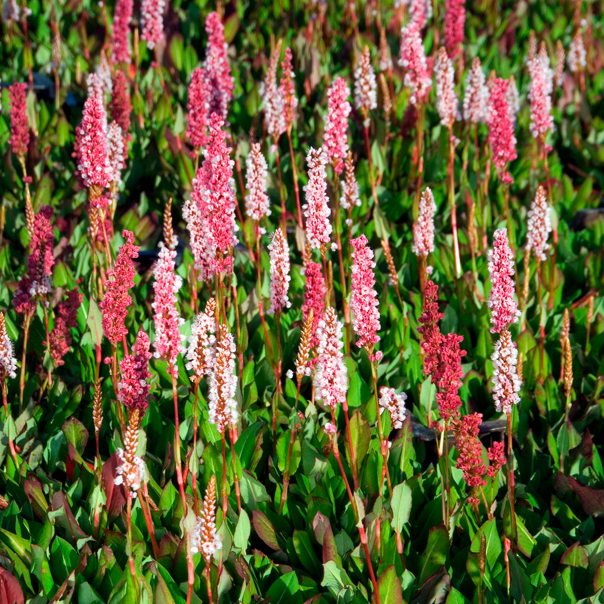 Persicaria - Duizendknoop - Duizendknooop Kabouter - Persicaria affinis Kabouter