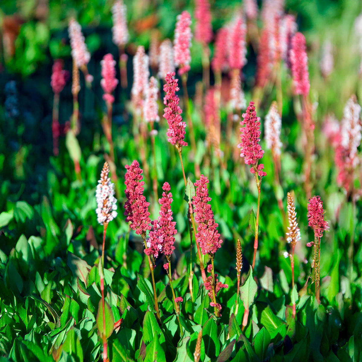 Duizendknooop Kabouter - Persicaria affinis Kabouter - Bakker
