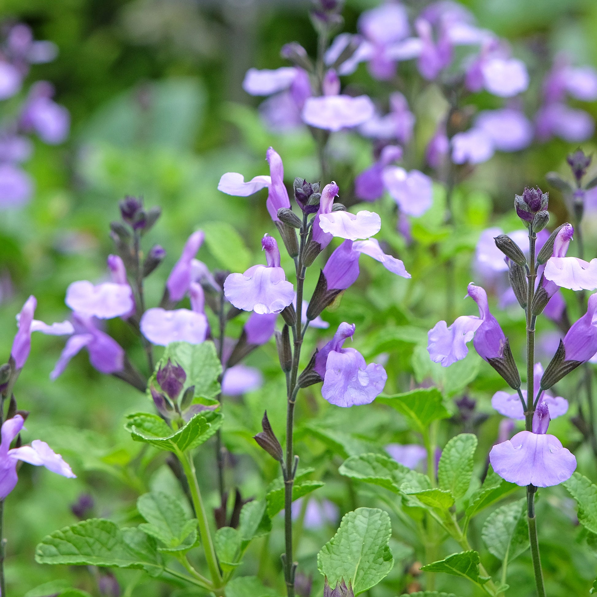 Salie - Salie So Cool Pale Blue - Salvia microphylla So Cool Pale Blue