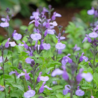 Salie So Cool Pale Blue - Salvia microphylla So Cool Pale Blue - Bakker