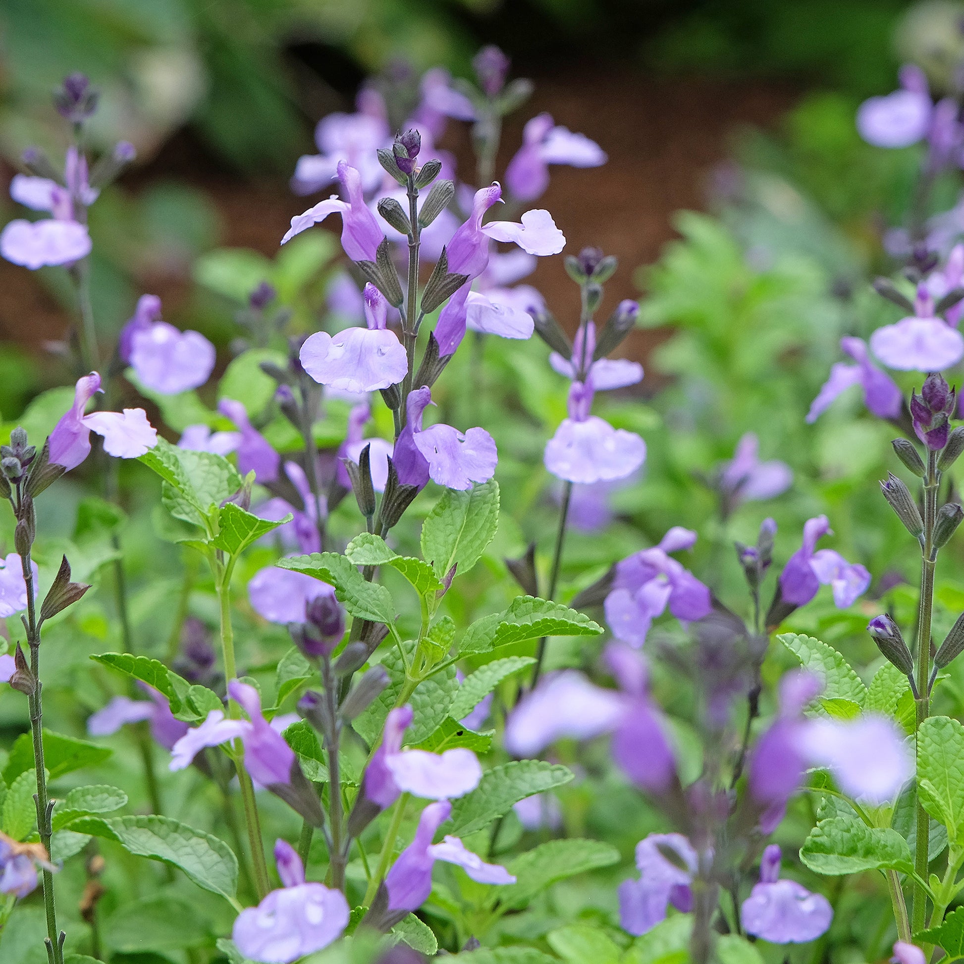 Salie So Cool Pale Blue - Salvia microphylla So Cool Pale Blue - Bakker