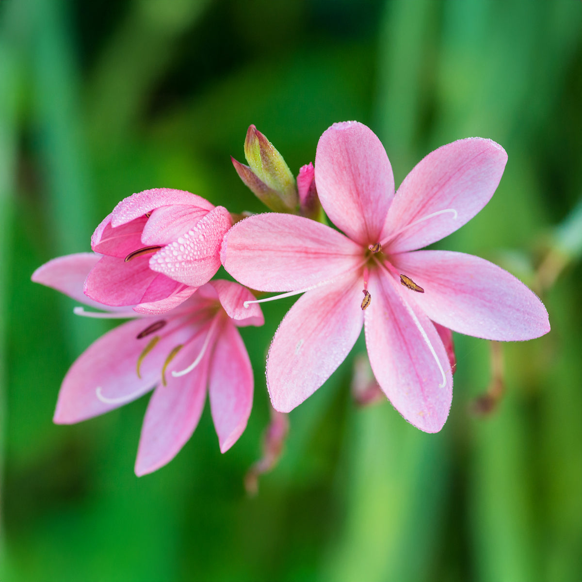 Moerasgladiool Pink Butterflies - Schizostylis coccinea Pink Butterflies - Bakker