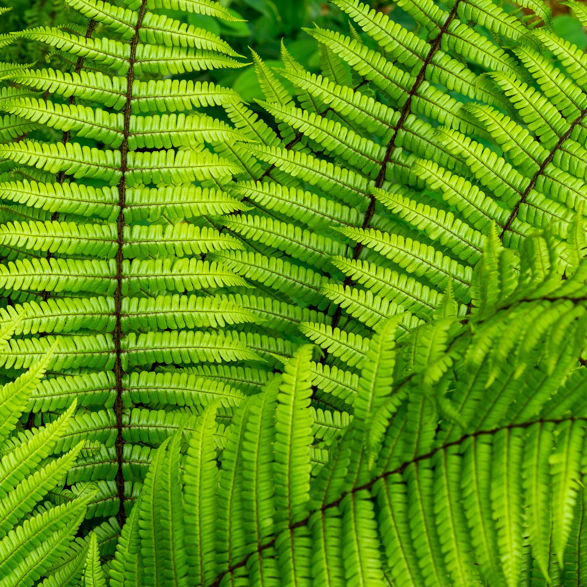 Zwarteschubvaren - Bakker