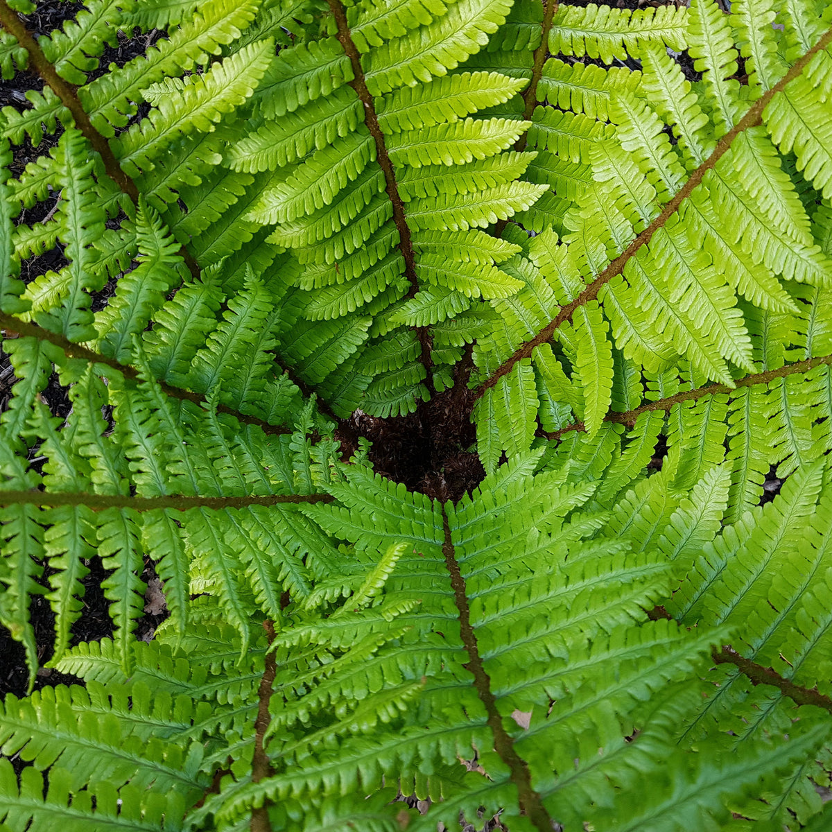 Zwarteschubvaren - Dryopteris wallichiana - Bakker