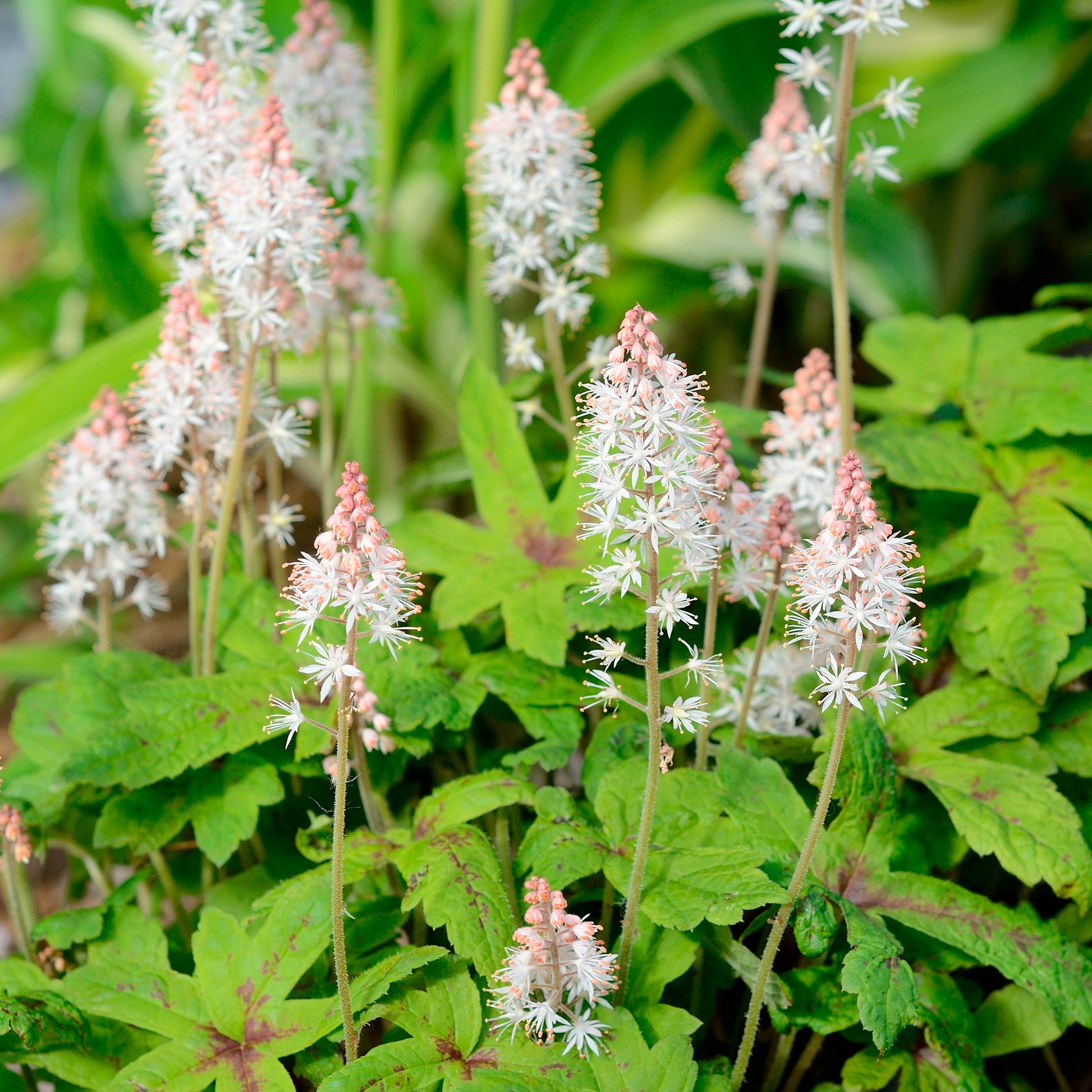 Perzische muts Morning Star - Bakker