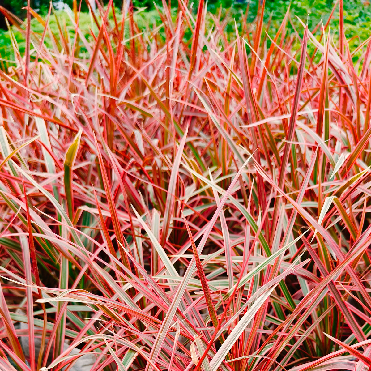 Mahoniegras Everflame Belindas Find ® - Bakker
