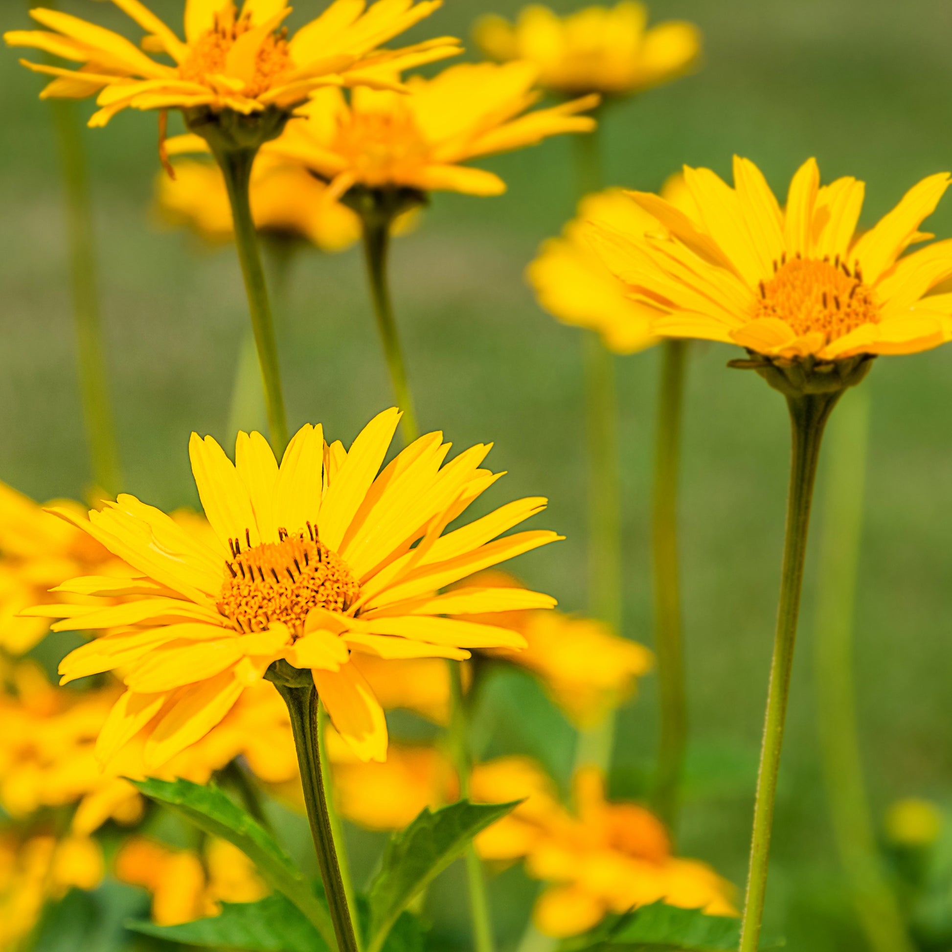 Valkruid - Arnica montana - Bakker