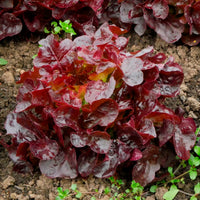 Ijsbergsla Batavia Bocado - Lactuca sativa capitata Bocado - Bakker