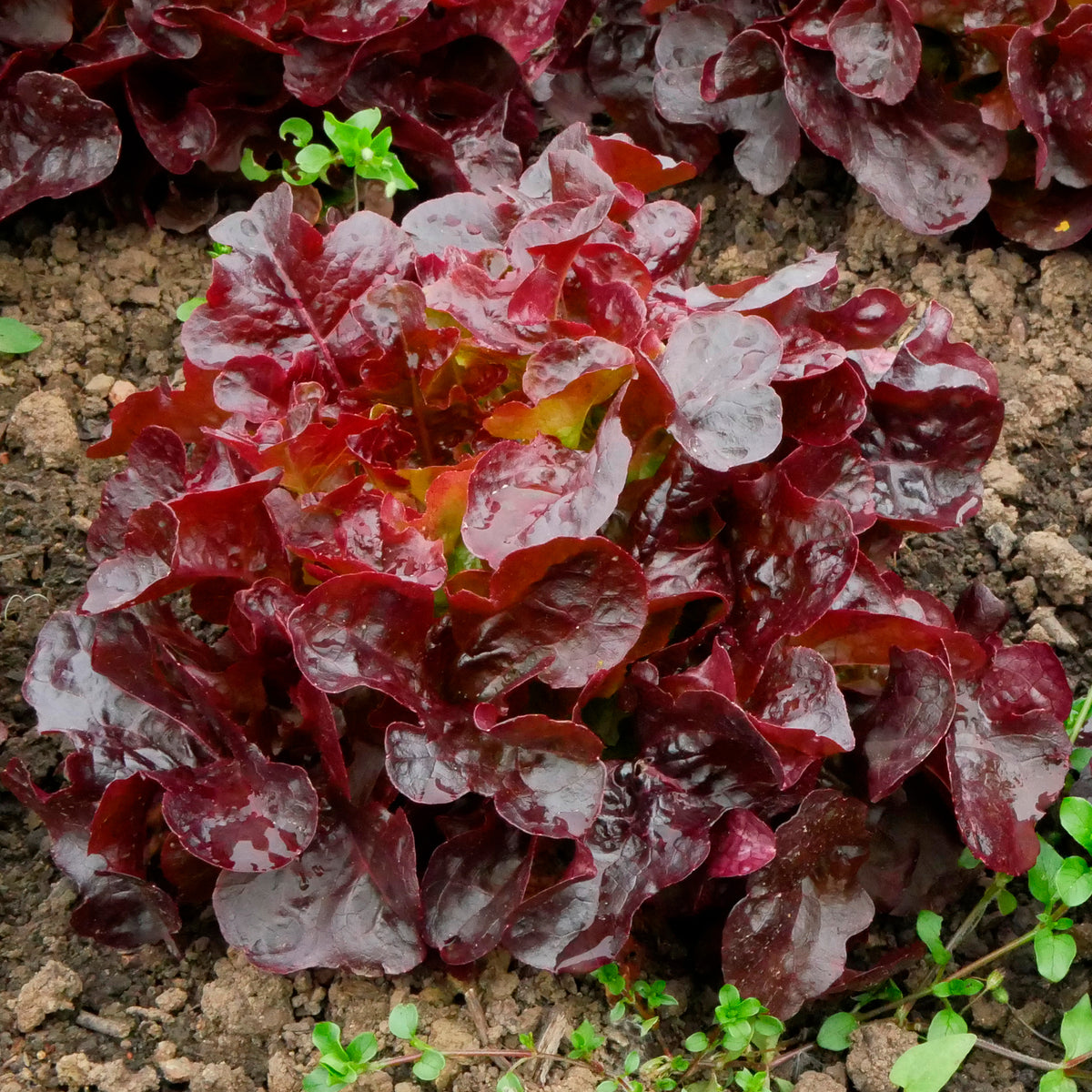 Ijsbergsla Batavia Bocado - Lactuca sativa capitata Bocado - Bakker