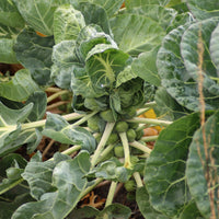 Spruiten Bright F1 - Brassica oleracea gemmifera Bright F1 - Bakker