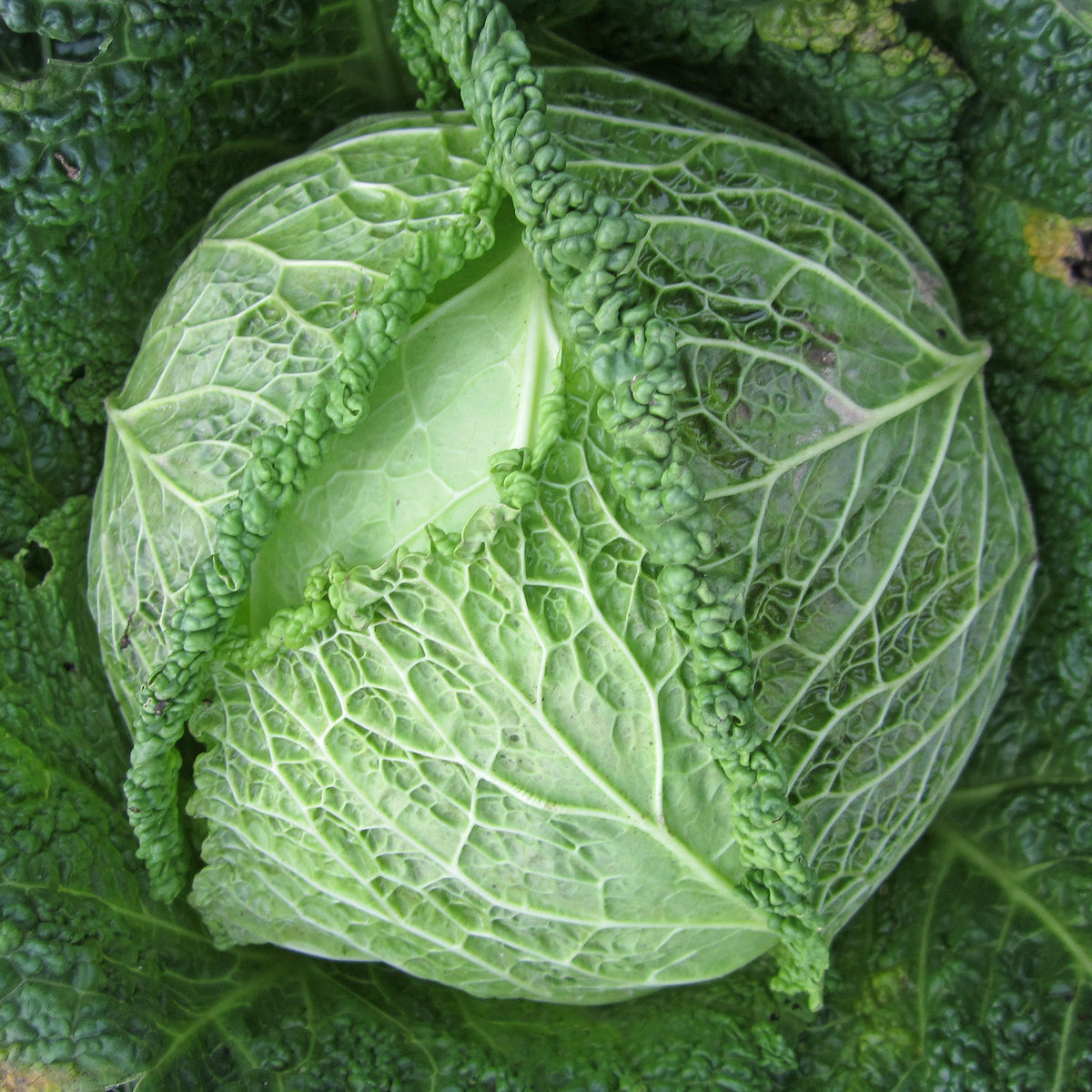 Moestuinplanten - Savooiekool Manon F1 - Brassica oleracea sabauda Manon F1