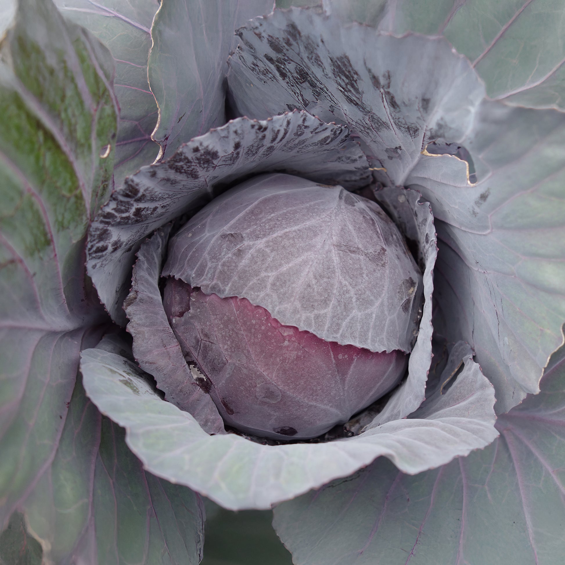 Rode kool Fuego F1 - Brassica oleracea capitata Fuego F1 - Bakker