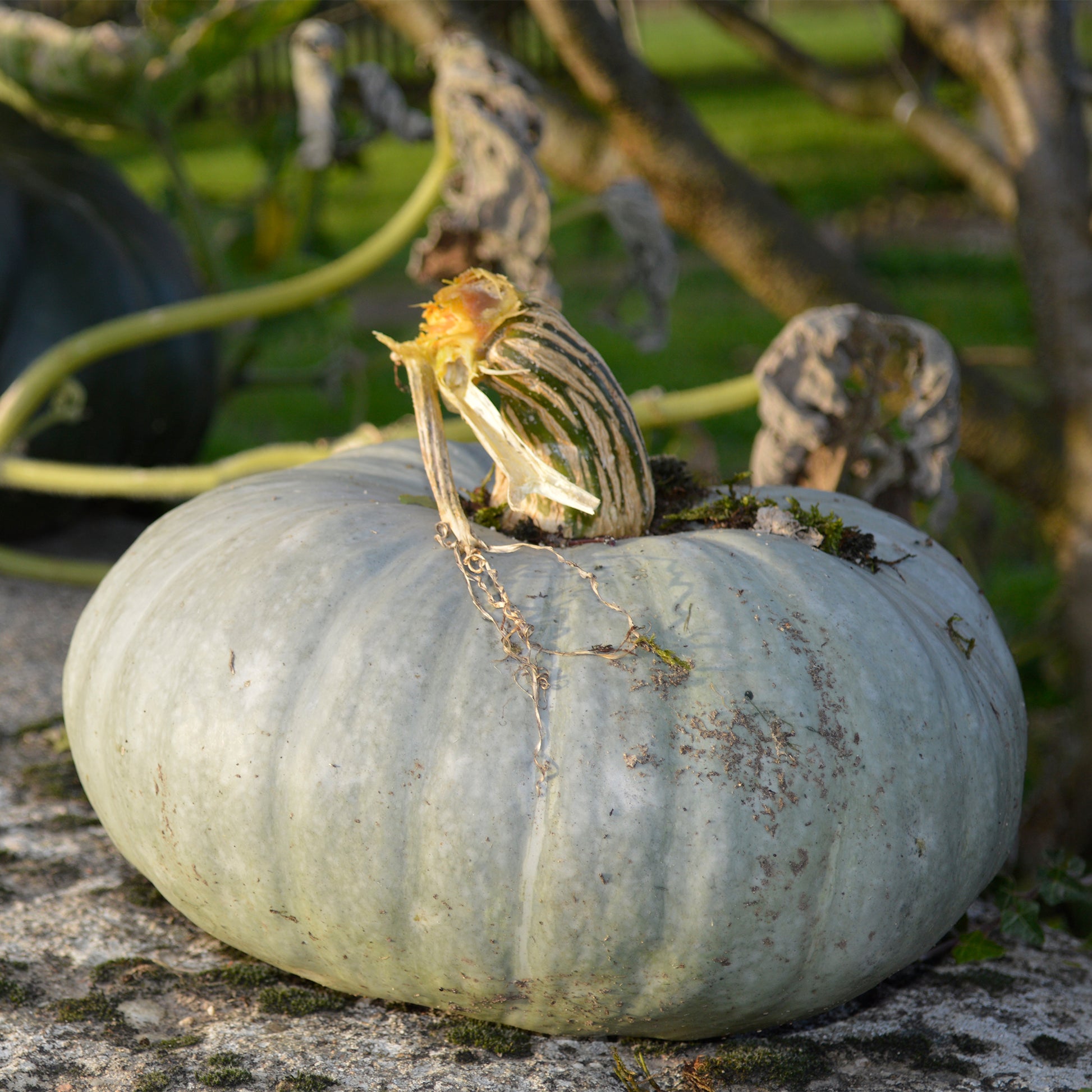 Pompoen Bleu de Hongrie - Cucurbita maxima Bleu de Hongrie - Bakker