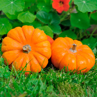 Pompoenzaden - Courgette Jack be little - Cucurbita pepo Jack Be Little