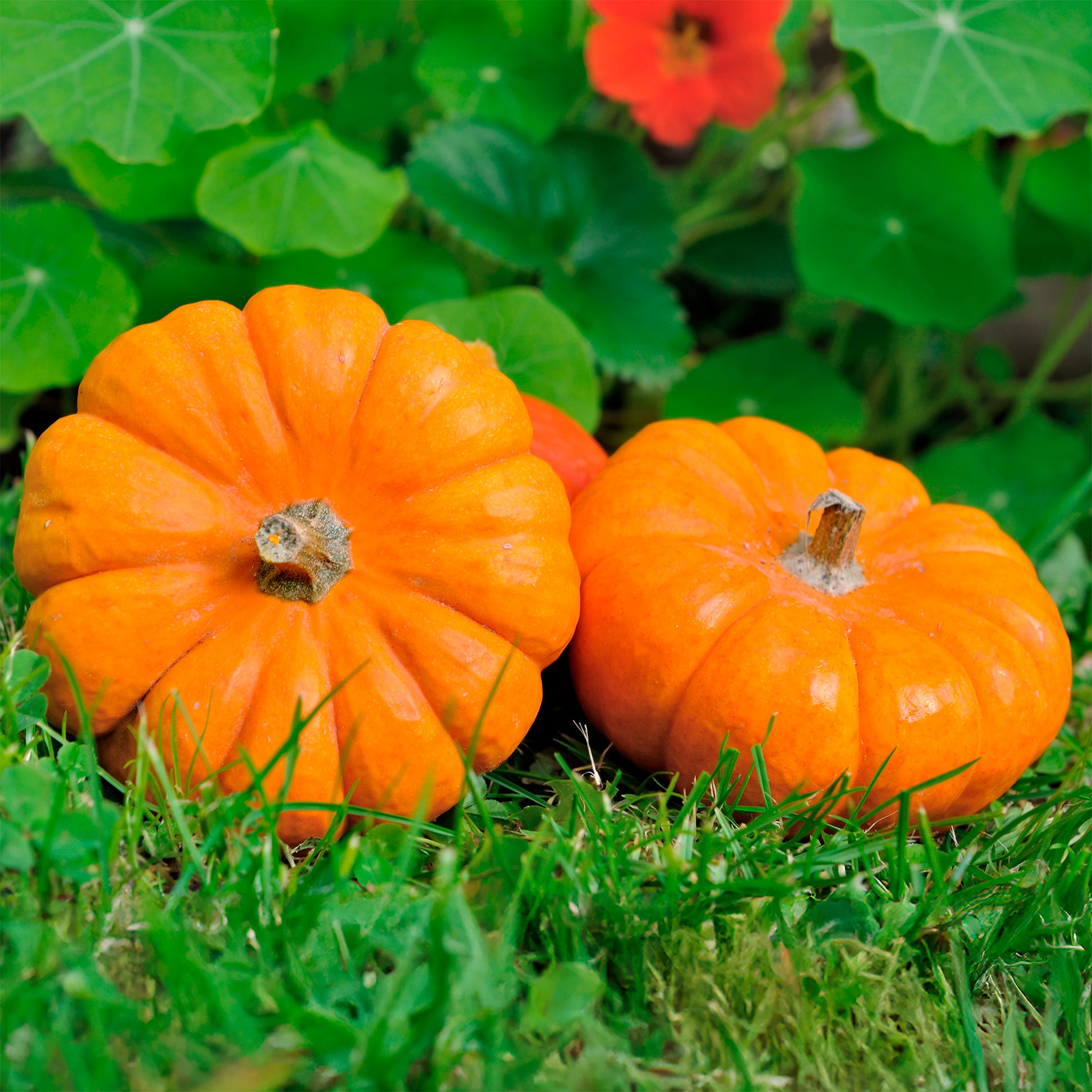Pompoenzaden - Courgette Jack be little - Cucurbita pepo Jack Be Little