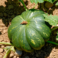 Muskaatpompoen Musqué de provence