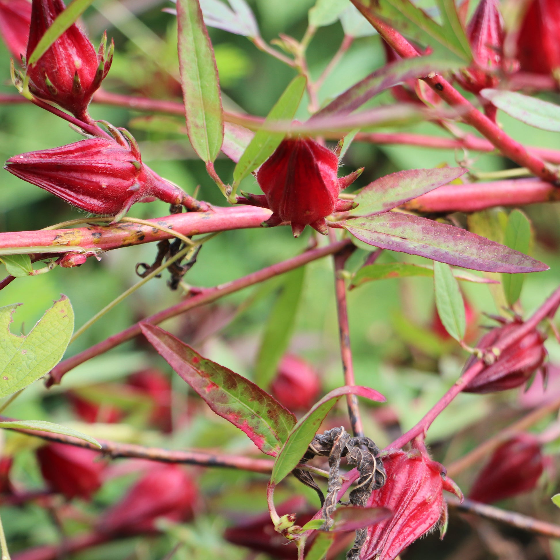 Roselle - Hibiscus sabdariffa - Bakker