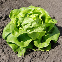 Kropsla Justine - Bakker