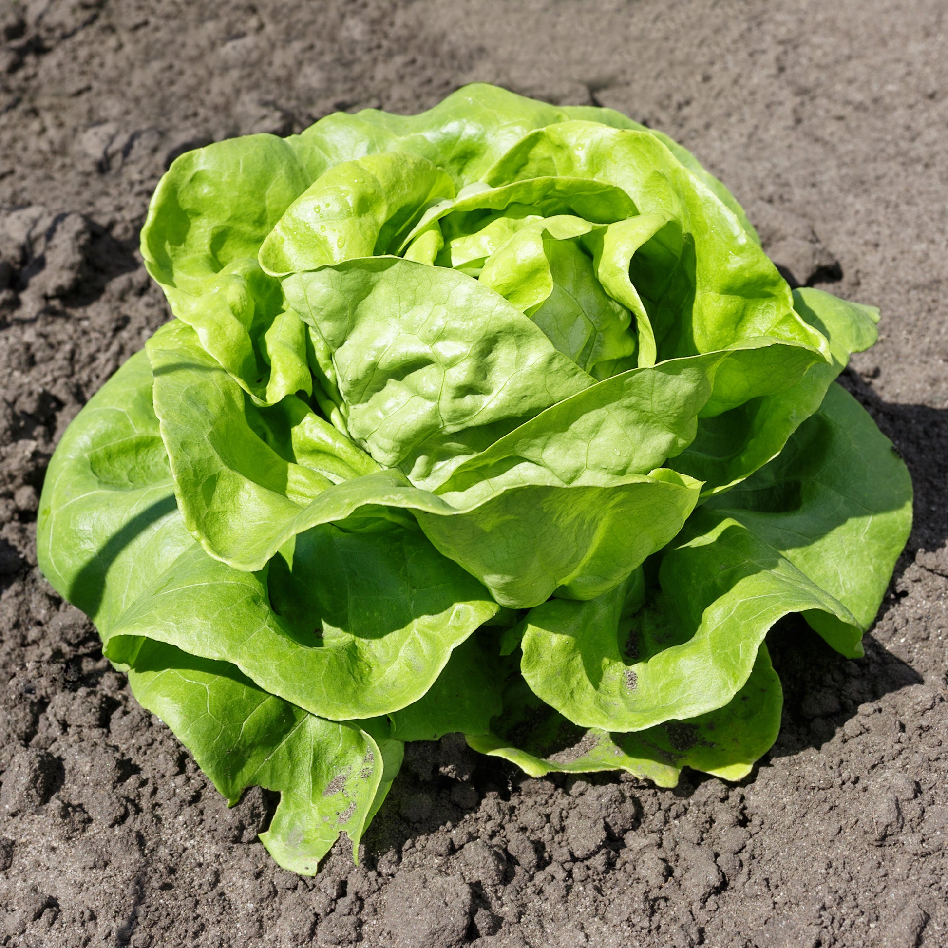 Kropsla Justine - Bakker