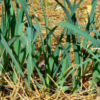 Prei Bleu de Solaise - Bakker